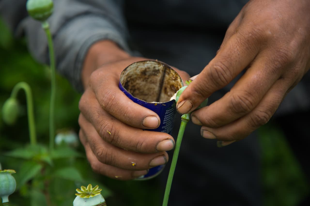 Los bulbos de amapola se rallan con una pequeña cuchilla para que se desprenda la ‘goma del opio’.