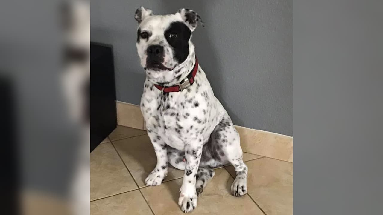 “El es Duke, nuestra mascota 💕, muy cariñoso”, escibió Isabel Gamboa.