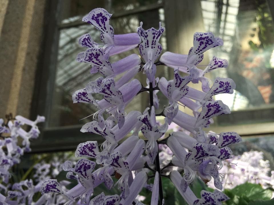 La mayoría de las orquídeas cultivadas son tropicales o subtropicales, pero se pueden encontrar algunas que crecen en climas más fríos en el mercado.