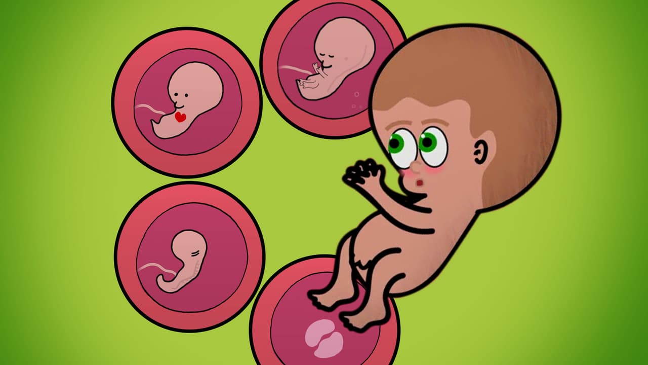 Mira cómo es el desarrollo del bebé semana a semana, es increíble