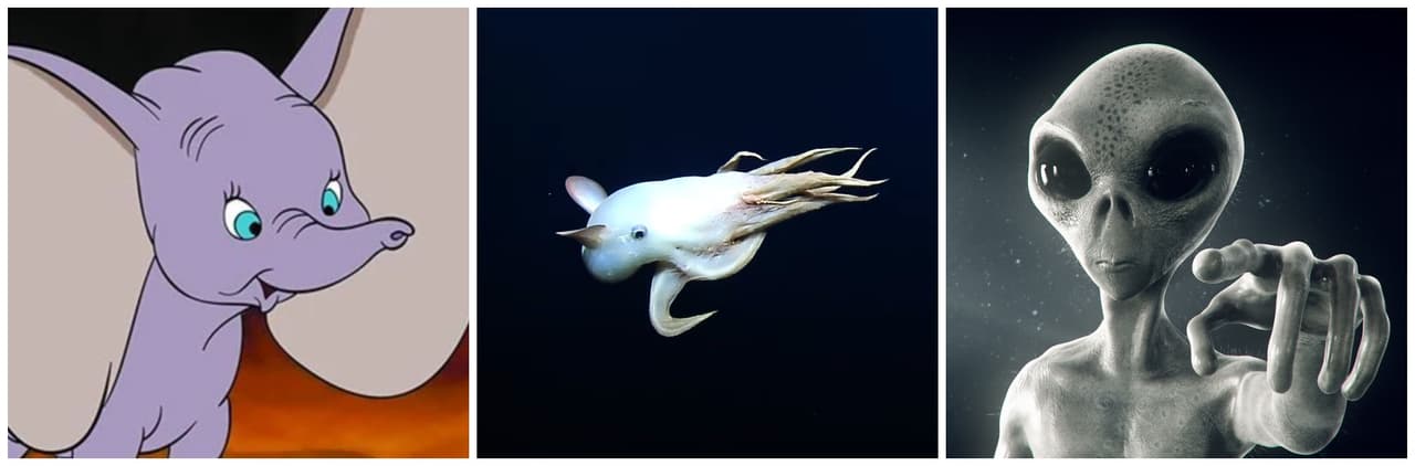 Pulpo es comparado con Dumbo y con un extraterrestre.