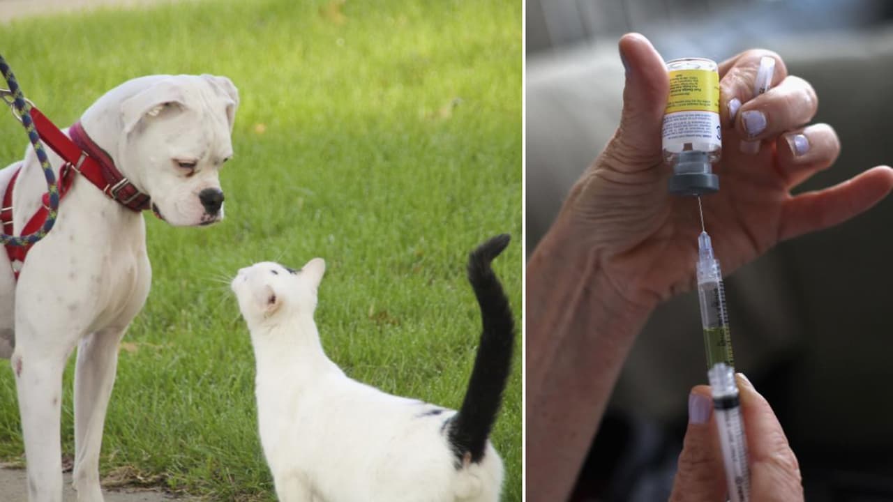 De marzo a julio, el albergue de animales Front Street organizará 
<a href="https://sacramentocityexpress.com/2021/03/02/get-your-pet-microchipped-and-vaccinated-at-one-of-these-free-drive-through-clinics-offered-by-the-city/?fbclid=IwAR1Xr5cZQ2kNmv-ZJl6nUwFDmbUGyXiGOngGt3ruLs8GDmrwZx-B6aqT7TE" target="_blank">cinco días para vacunar y poner un microchip</a> a los perros y gatos de los residentes de Sacramento de manera gratuita. Además, a los dueños también se les entregará gratis una licencia para tener mascota.