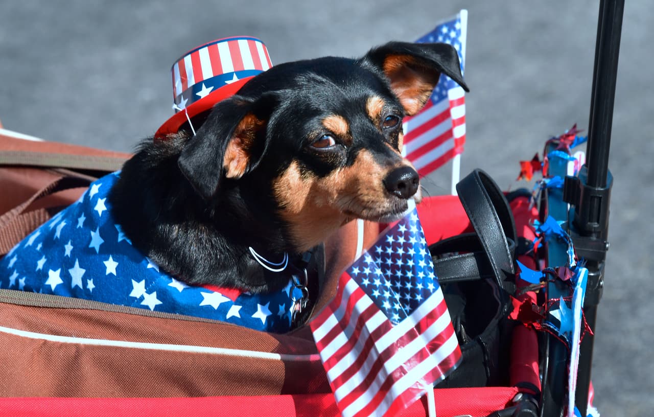 Los perros deben estar correctamente sujetados y recuerde que debe desechar adecuadamente los desechos de sus mascotas.