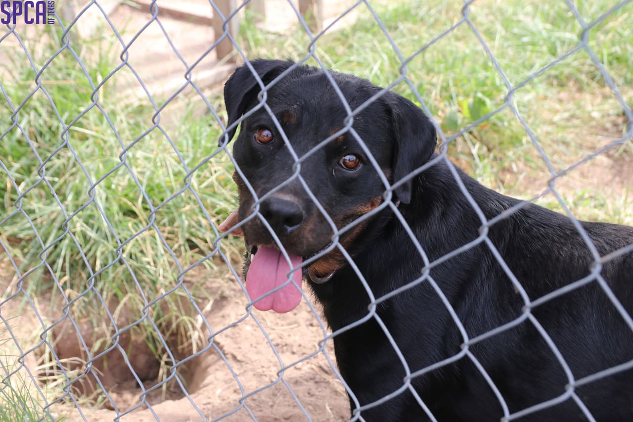 Algunos de los perros fueron encontrados en corrales, separados en parejas de machos y hembras.