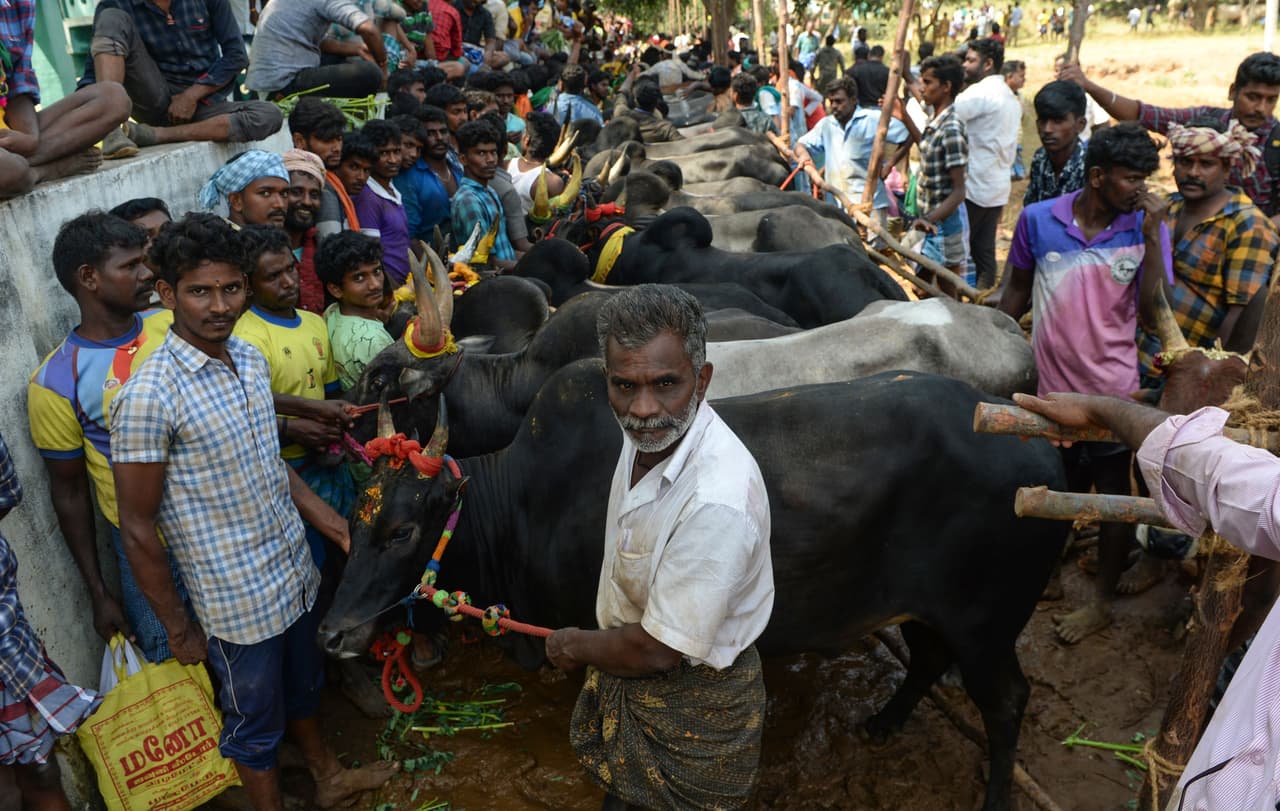 Activistas contra la crueldad animal lograron que estos juegos fueran prohibidos por la Corte Suprema de India en 2015. Luego de masivas protestas el veto se levantó en 2016 con una enmienda a la ley.