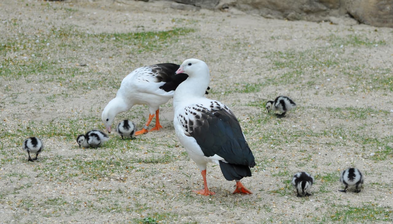 <b>Gansos Andinos:</b>
<br>Abril fue un mes muy ocupado en el zoológico, incluida la eclosión de seis gansos andinos en el valle de las aves del zoológico. Los gansos andinos lucen espectaculares plumas en blanco y negro como una mofeta en la eclosión, con patas rosas y un pico rosado corto. Los pichones corren a gran velocidad bajo los ojos protectores de sus padres.
