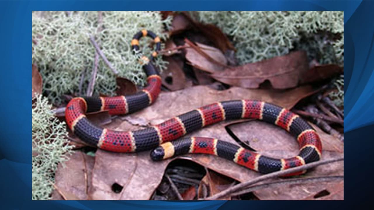 <b>Eastern Coral Snake (Micrurus fulvius). </b>La serpiente de coral puede medir entre 18 y 30 pulgadas. Tienen escamas lisas y la placa anal suele estar dividida. La característica más obvia de una serpiente de coral del este es el brillante diseño del cuerpo de los anillos rojo, amarillo y negro en el que los anillos rojo y amarillo se tocan entre sí. La nariz es negra.