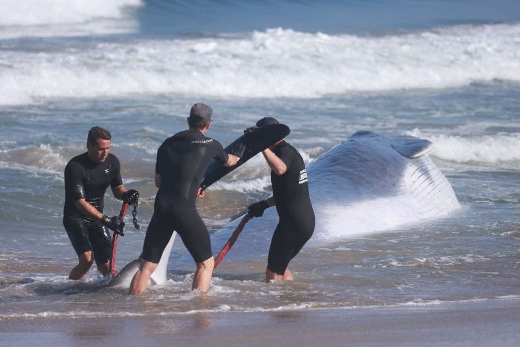 Salvavidas del condado de Los Ángeles protegieron la escena de la muerte de la ballena mientras se establecía la estrategia para que los biólogos marinos pudieran hacer su trabajo.