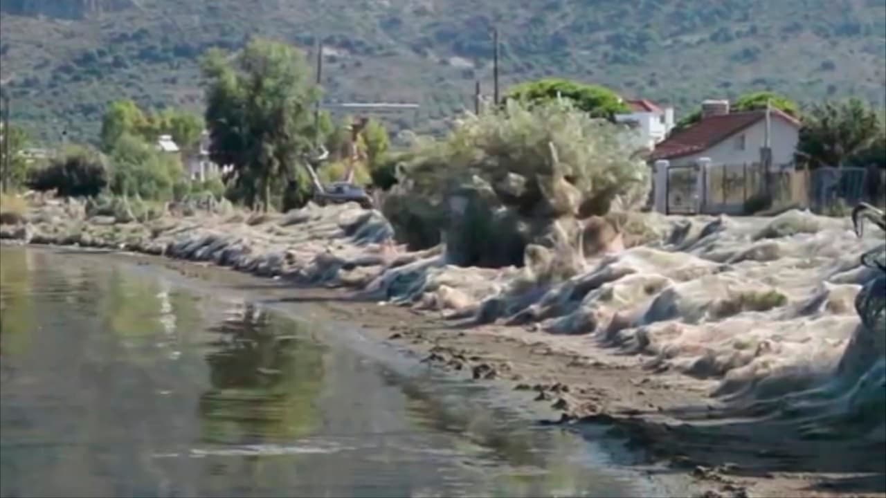 Aunque el fenómeno es nuevo en la ciudad de Aitoliko, “cuando un animal encuentra abundante comida, altas temperaturas y suficiente humedad, tiene las condiciones ideales para poder hacer grandes poblaciones", aseguró Chatzaki.