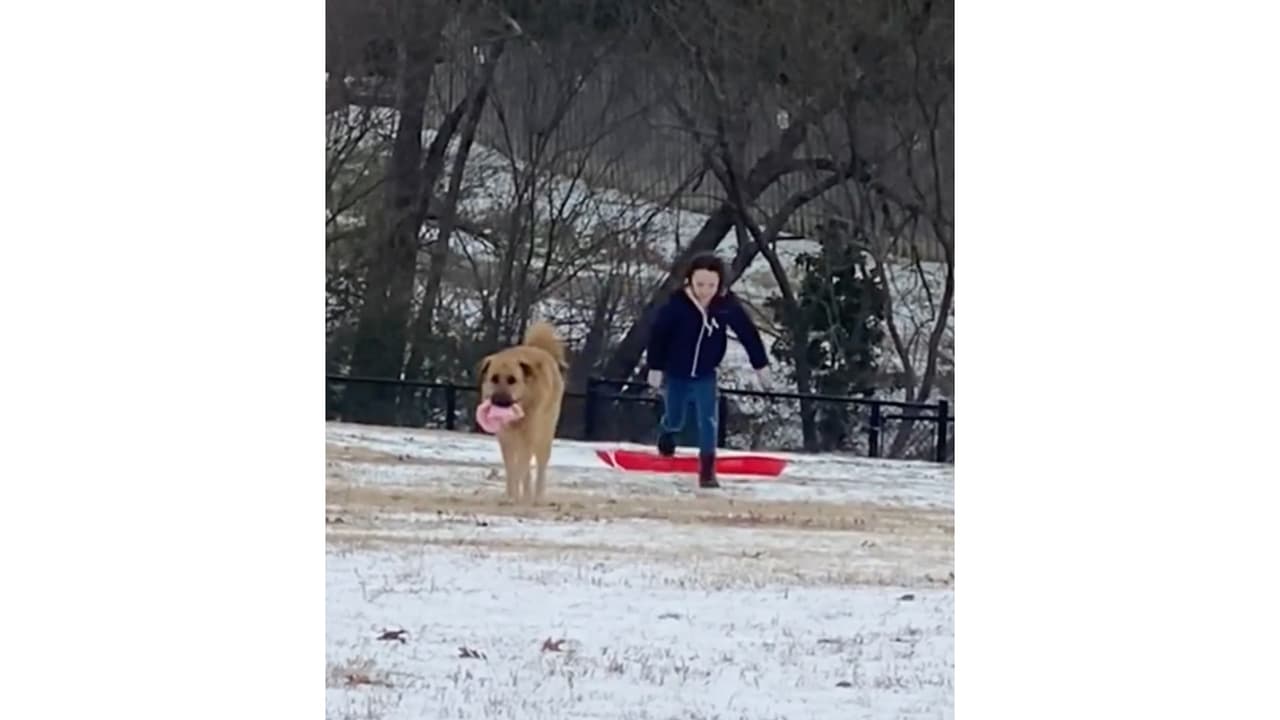Diana Nápoles captó el momento en que su perro golden le quita el gorro a su niña, mientras ambos resbalan en el hielo.