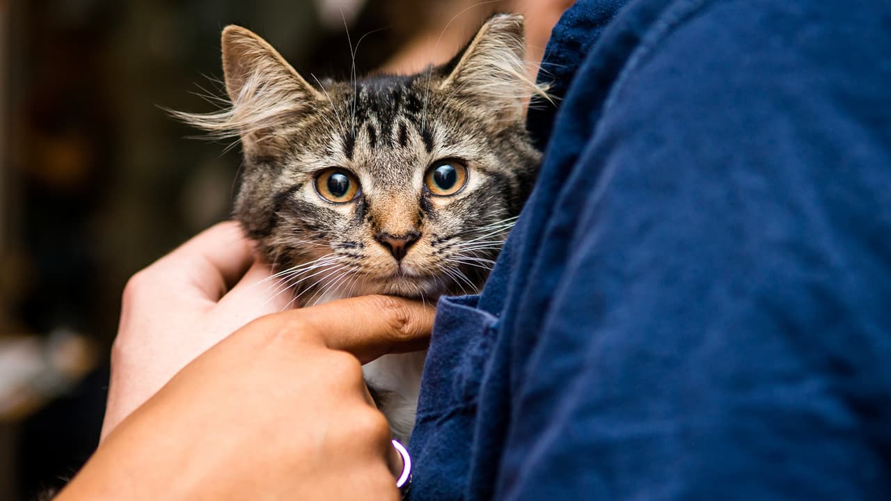 En el área de Houston se salvaron de ser sacrificados un 95 por ciento de
<b><a href="https://www.univision.com/local/houston-kxln/rescatan-caballos-oveja-houston-fotos">animales. </a></b>