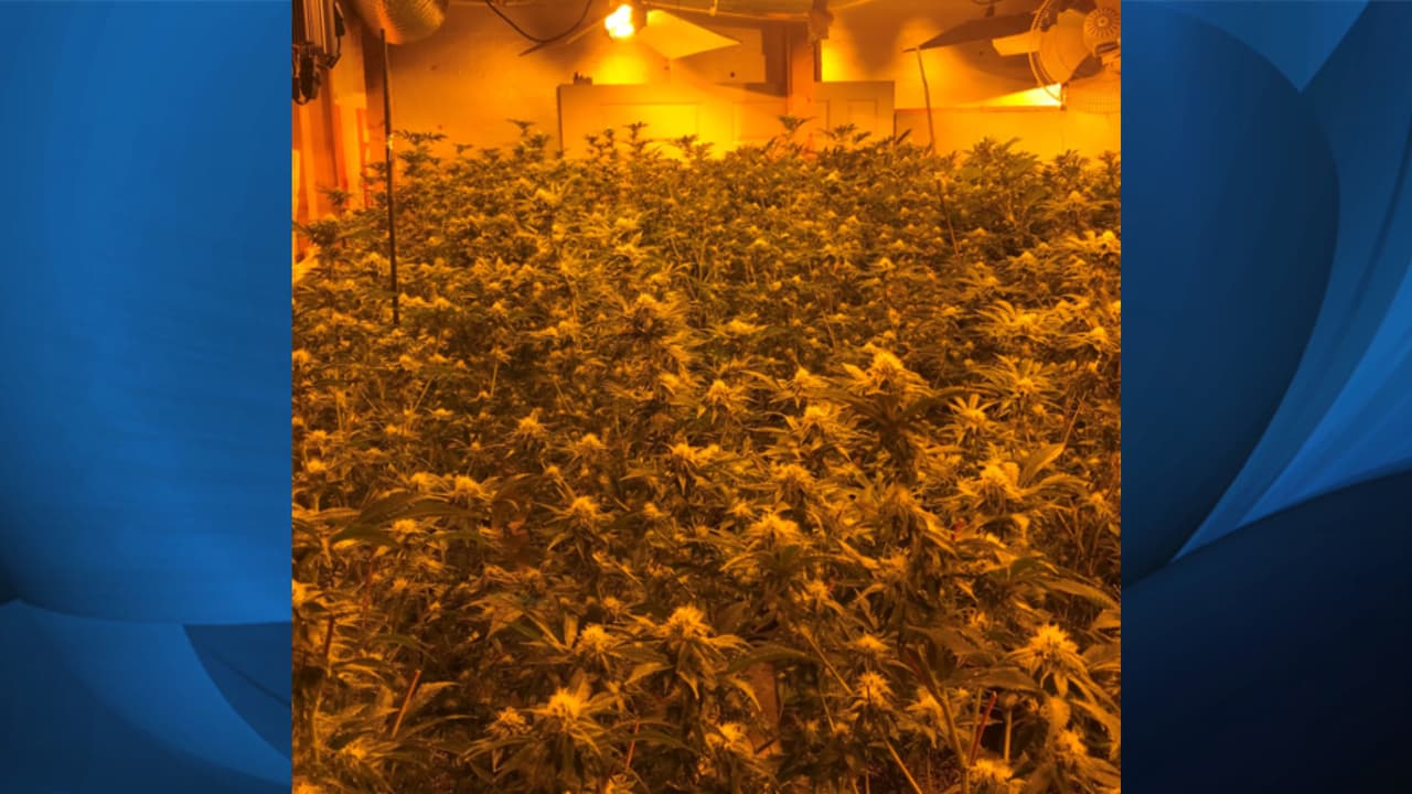 El allanamiento se realizó el 13 de marzo en una vivienda localizada en la cuadra 6000 de Old Wood Hollow Way, en Buford. En el lugar las autoridades encontraron 253 plantas de marihuana que habían sido cultivadas en el sótano.