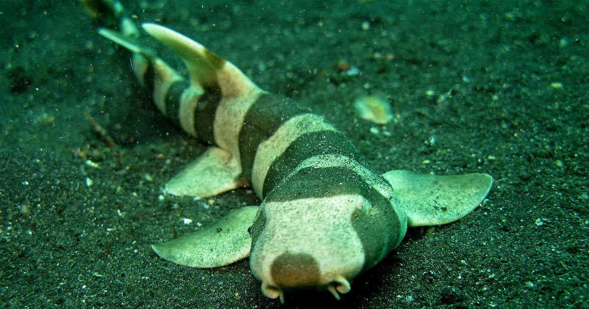 El grupo Movimiento Ambientalista advirtió sobre las malas condiciones de vida de un tiburón bambú mantenido en los tanques de exhibición del centro comercial.