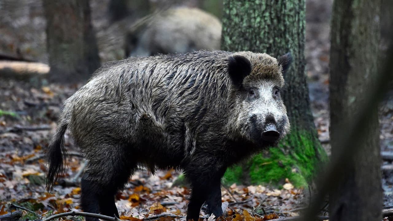El comisionado de Agricultura de Texas, Sid Miller, anunció en junio del 2021, que lanzarían un nuevo producto al mercado que funciona como un
<b><a href="https://www.univision.com/local/austin-kakw/anticonceptivo-hogstop-frenar-crecimiento-poblacion-cerdos-salvajes-texas">anticonceptivo</a></b> para tratar de controlar la población de cerdos salvajes en el estado, como una herramienta que los agriculltores pueden usar para detener a estos animales.