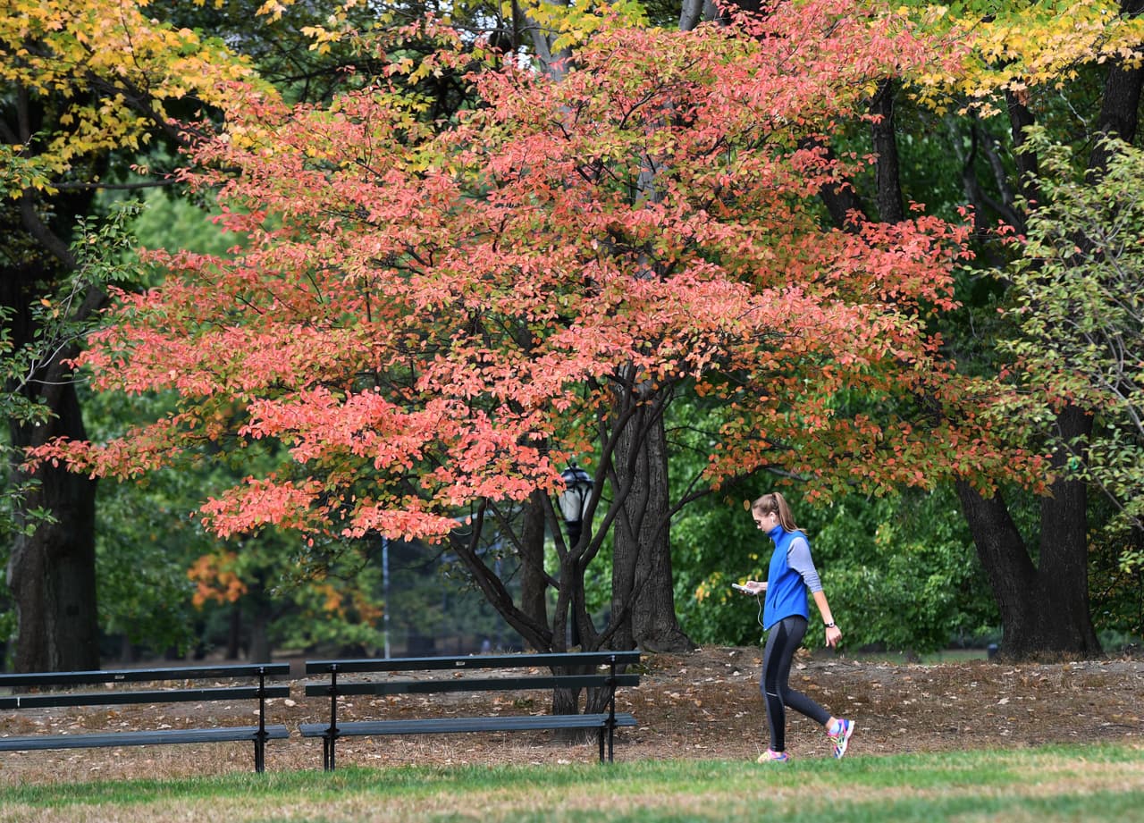 <b>RELACIONADO: </b>Conoce una de las mejores ciudades en Estados Unidos para ver los cambios en el follaje de otoño y que está en Pensilvania, 
<b><a href="https://www.univision.com/local/philadelphia-wuvp/una-de-las-mejores-ciudades-en-estados-unidos-para-ver-los-cambios-en-el-follaje-de-otono-esta-en-pensilvania" target="_blank">aquí</a></b>.