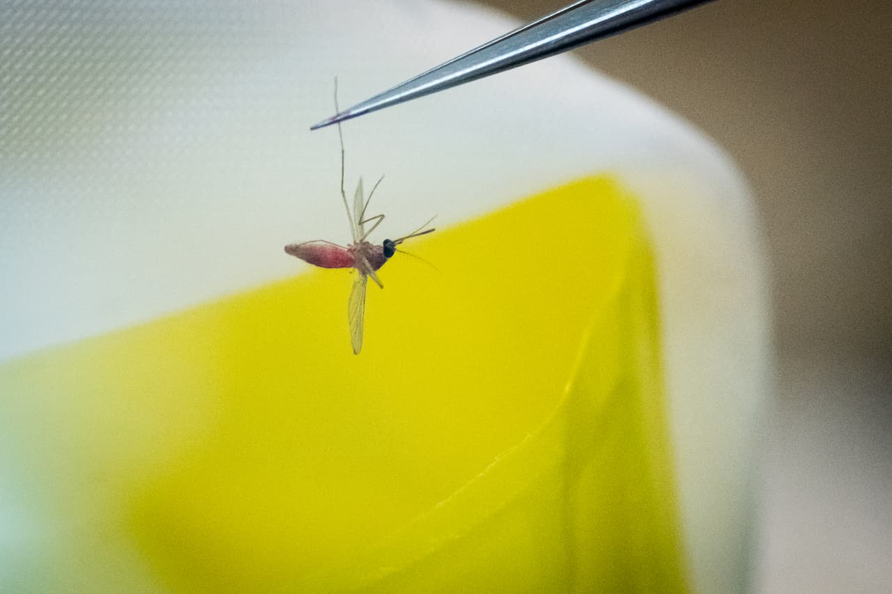 “Por eso,
<b>una vez a la semana vacíe, dé la vuelta, cubra o tire los artículos que retienen agua, tanto en el interior como en el exterior”</b>, dijo Davis.