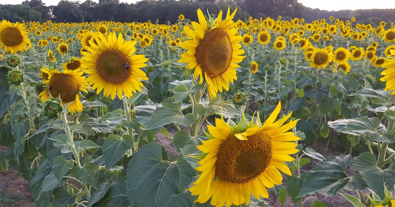 Los girasoles se plantan en mayo, pero normalmente florecen entre mediados y finales de julio en Hunt Drive, cerca del campo de fútbol y del cementerio histórico.
