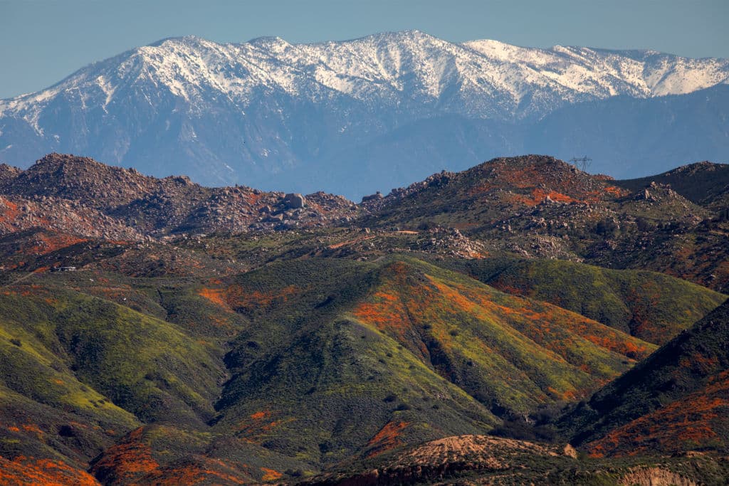 Los campos de flores brotaron a poca distancia de la arena del desierto californiano, muy cerca de Palm Springs.