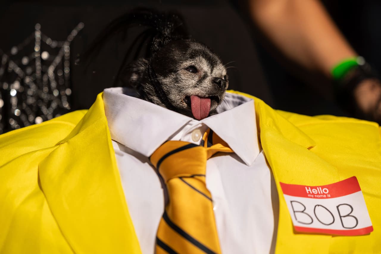 Caracterizados como
<b> personajes de películas populares como Beetlejuice</b>, entre otras, las mascotas y sus dueños dieron un toque colorido a las calles de Manhattan.