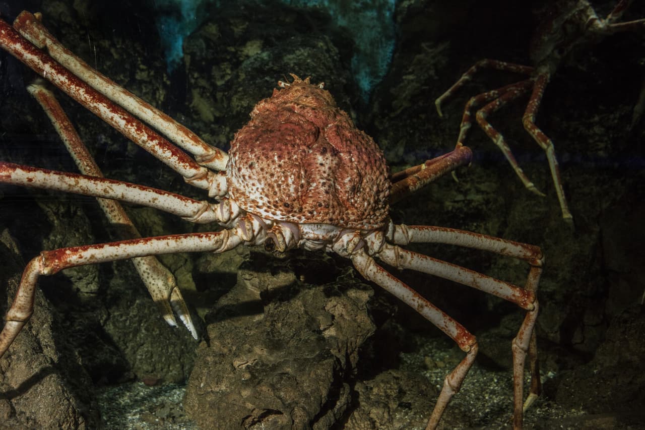 Por lo general los cangrejos gigantes japoneses viven en las profundidas del mar.,