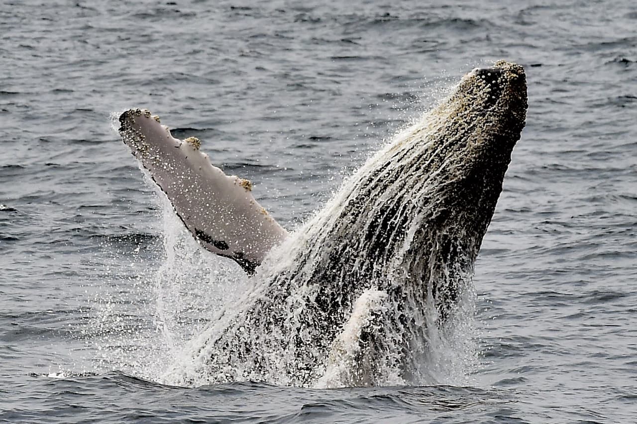 Whales get protection from U.S. Navy use of sonar