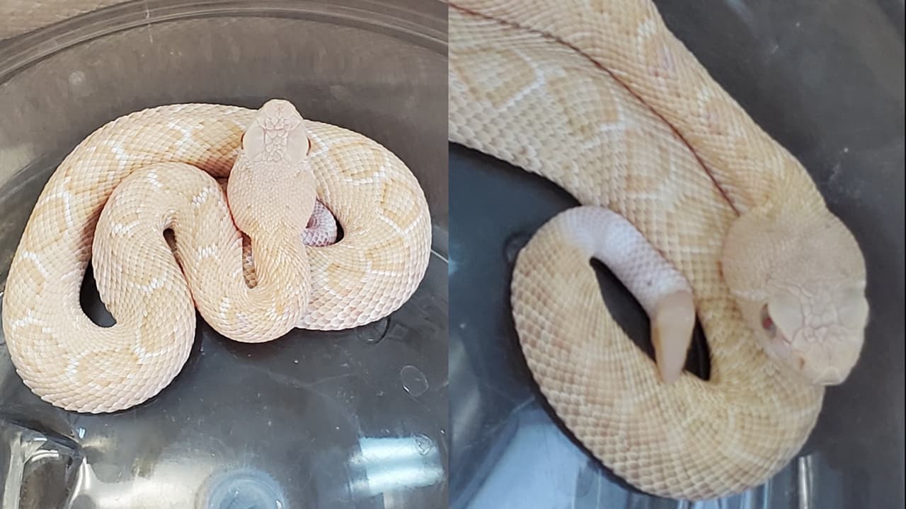 “Algo que no ves todos los días”: Texano halla una serpiente cascabel albina en su rancho 