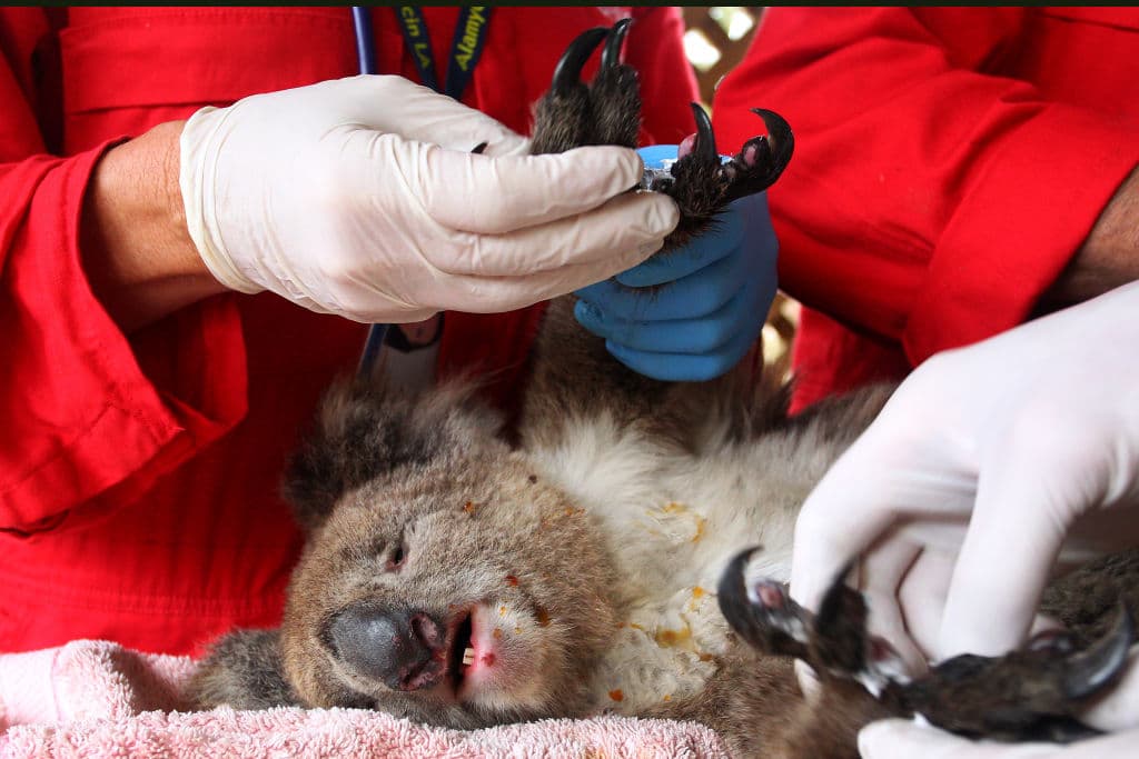 Docenas de koalas han sido rescatados de los incendios. Un koala herido es atendido en el Zoológico de Vida Silvestre de Kangaroo Island.