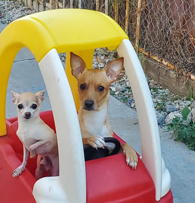 Margarita Ramírez envía esta foto de dos perritos. "A ellos les gusta ser el centro de atención. Vieron a los niños arriba y comensaron a subirse asta que tomé esta foto".