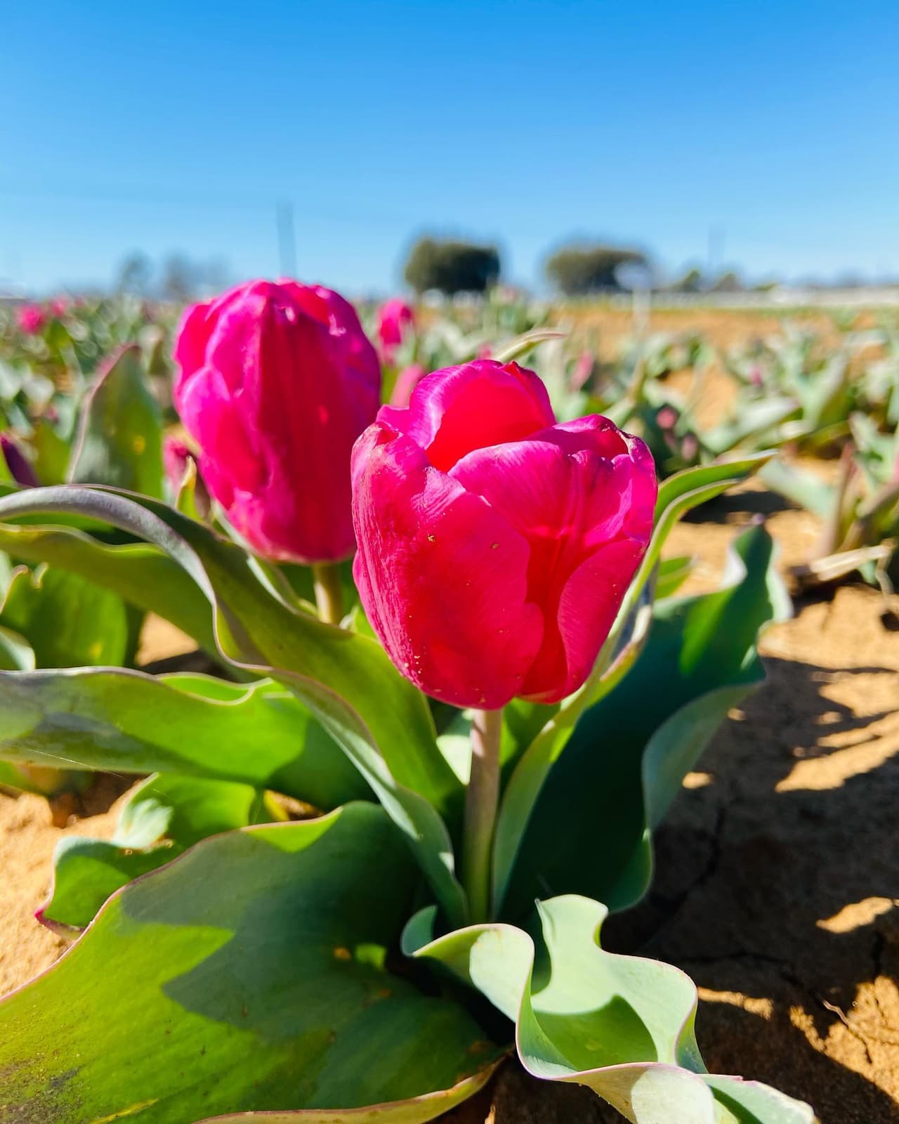 Puedes armar tu propio ramo con los tulipanes que elijas cortar en la finca. 
<br>