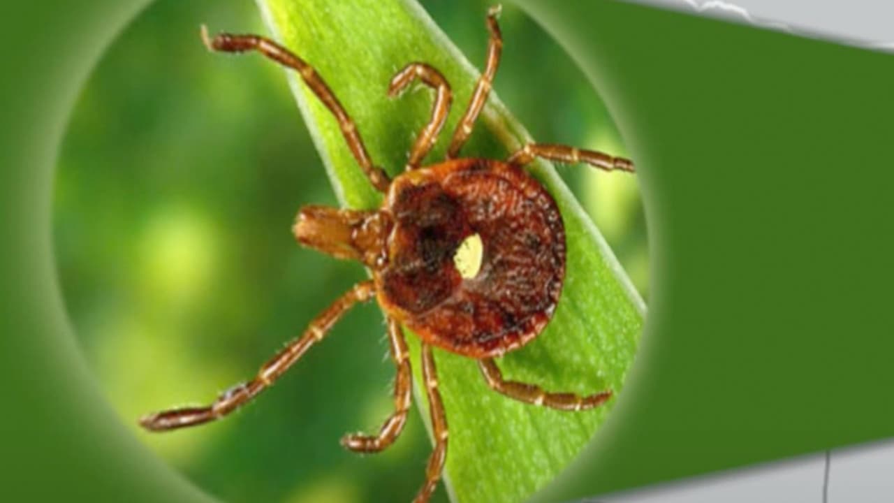 La enfermedad de Lyme no es muy común en Texas, sin embargo, en está área sí habita la garrapata conocida en inglés como ‘
<b>Lone Star Thick’,</b> que se distingue con un punto blanco solitario en la parte posterior, puede transmitir enfermedades como la ‘Southern Thick Associated Rash Ilness’ o STARI.