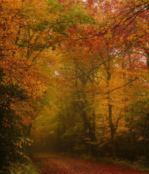 Linville, al oeste de Carolina del Norte, alberga algunas de las atracciones más populares, entre ellas: Blue Ridge Parkway y el Grandfather Mountain.