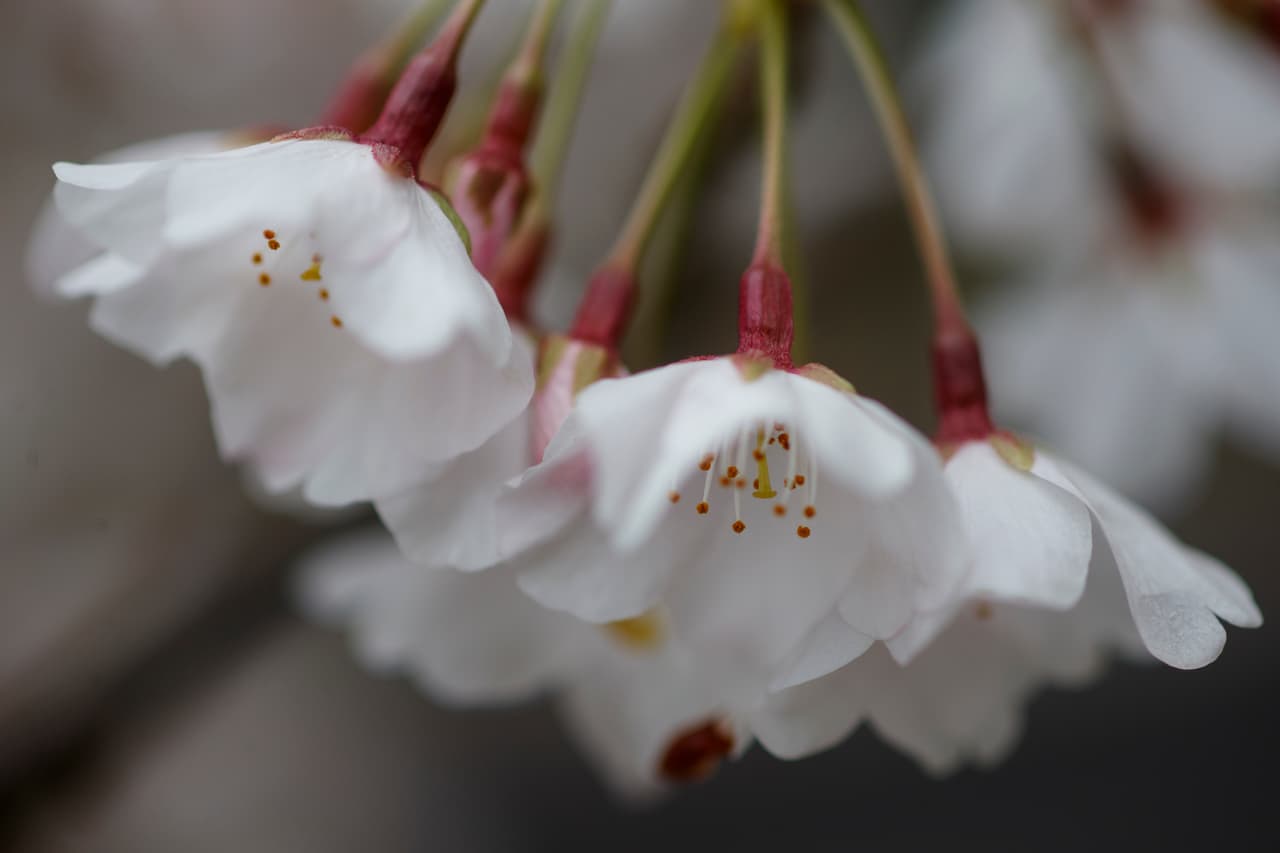 El florecimiento máximo de estos arbolitos solía ser alrededor del 4 de abril.