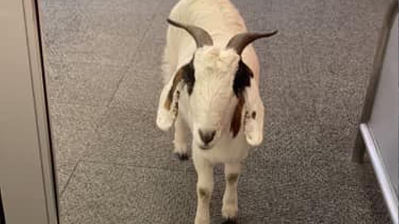 Una de las curiosas noticias en el área de Houston fue la entrada de dos cabras a una tienda Target.