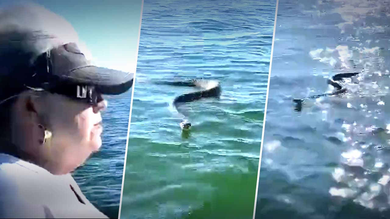 En video: Serpiente de cascabel espalda de diamante es captada nadando en un lago de Texas