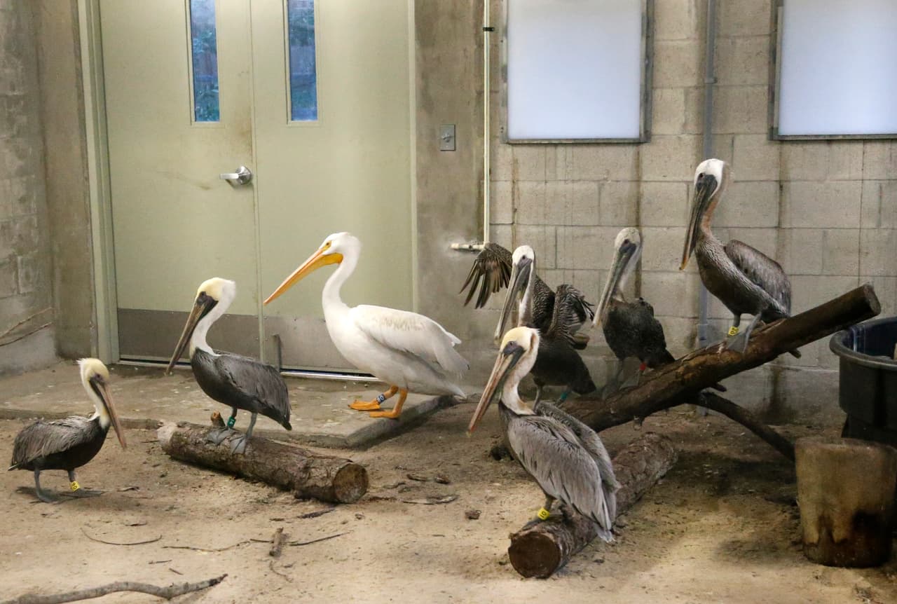 Pelícanos refugiados en el zoo de Miami, luego de haber sido trasladados a una estructura resistente.