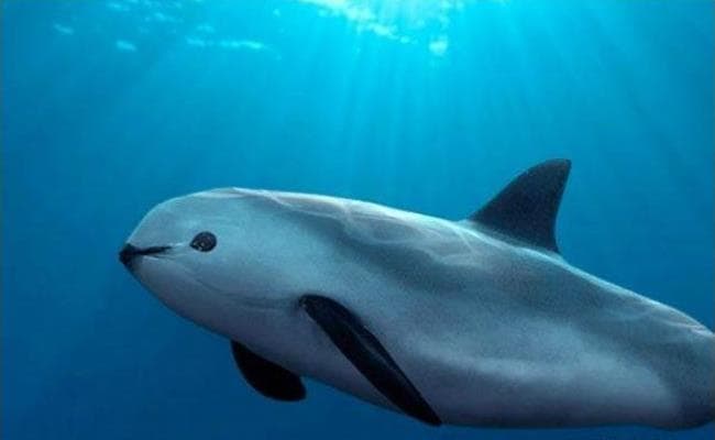 Quedan menos de 10 vaquitas marinas: EEUU demanda a México por no protegerlas