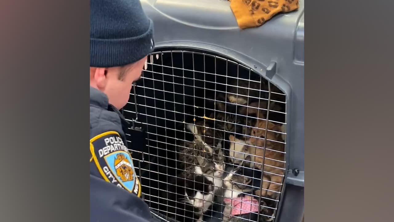 Policías rescatan a 21 gatitos abandonados en una van bajo temperaturas congelantes en NY
