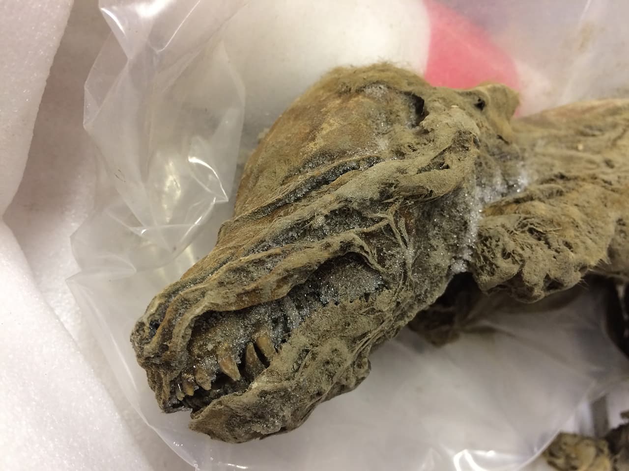 "Según nuestro conocimiento, 
<b>este es el único lobo momificado de la Edad de Hielo que se haya encontrado en el mundo</b>", indicó el paleontólogo de Yukon, Grant Zazula, en un comunicado a
<b> Univision Noticias.</b>