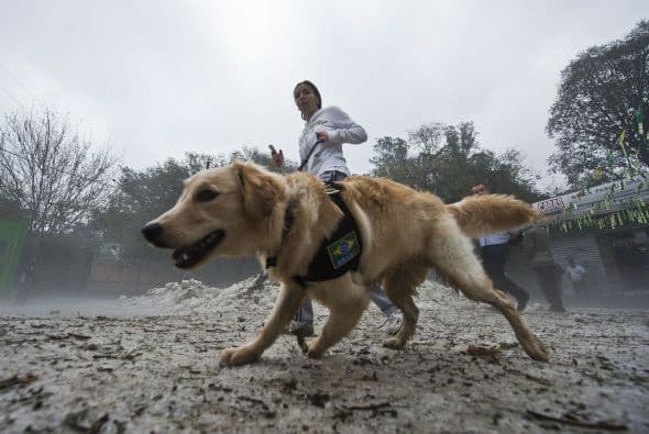 <b>Suministros para mascotas.</b> Comida húmeda o seca para mascotas sin abrir, golosinas(
<i>treats</i>) para perros y gatos, jaula para transporte, nuevas camas, collares, arneses y correas de todos los tamaños.