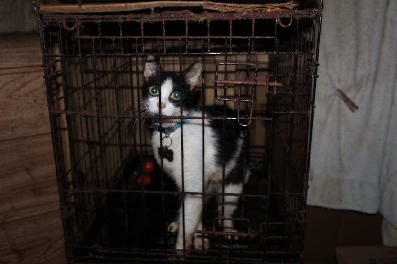 Para denunciar casos de maltrato animal o apoyar la labor de la 
<b><a href="https://houstonspca.org/" target="_blank">SPCA de Houston</a></b>, se puede visitar su sitio web oficial.
<br>