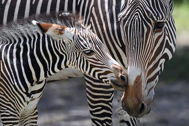 Se distinguen por su gran tamaño y su cabeza y orejas largas, además de sus rayas finas.
