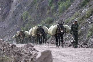 El delincuente viajaba solo y montado en una mula cuando fue localizado por marinos y soldados en plena sierra de Michoacán.