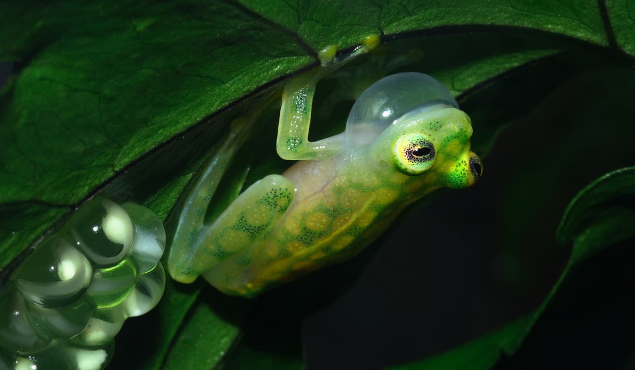 Algunos machos de las ranas de vidrio como los de Hyalinobatrachium valerioi son padres excepcionales y son conocidos por cuidar sus huevos las 24 horas del día, inclusive duermen junto a ellos para protegerlos de los depredadores como pueden ser los insectos.