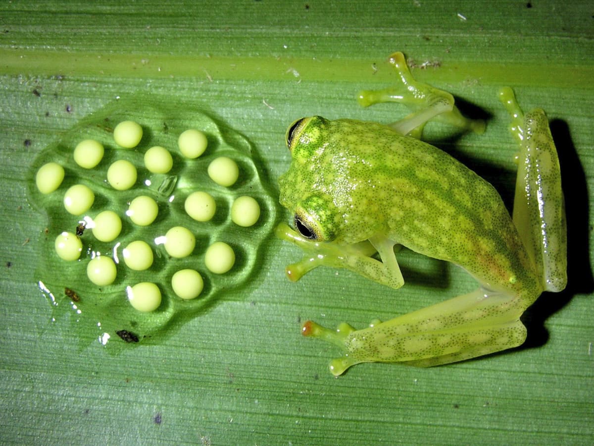 Un macho de la especie Hyalinobatrachium talamancae también cuida sus huevos.