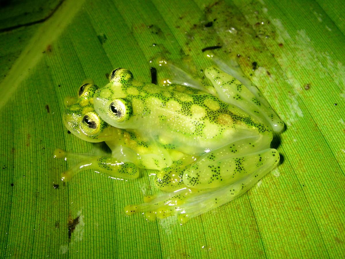 Una pareja de ranas de vidrio de la especie Hyalinobatrachium valerioi durante el llamado amplexo axilar, que es el acoplamiento propio de los anfibios.