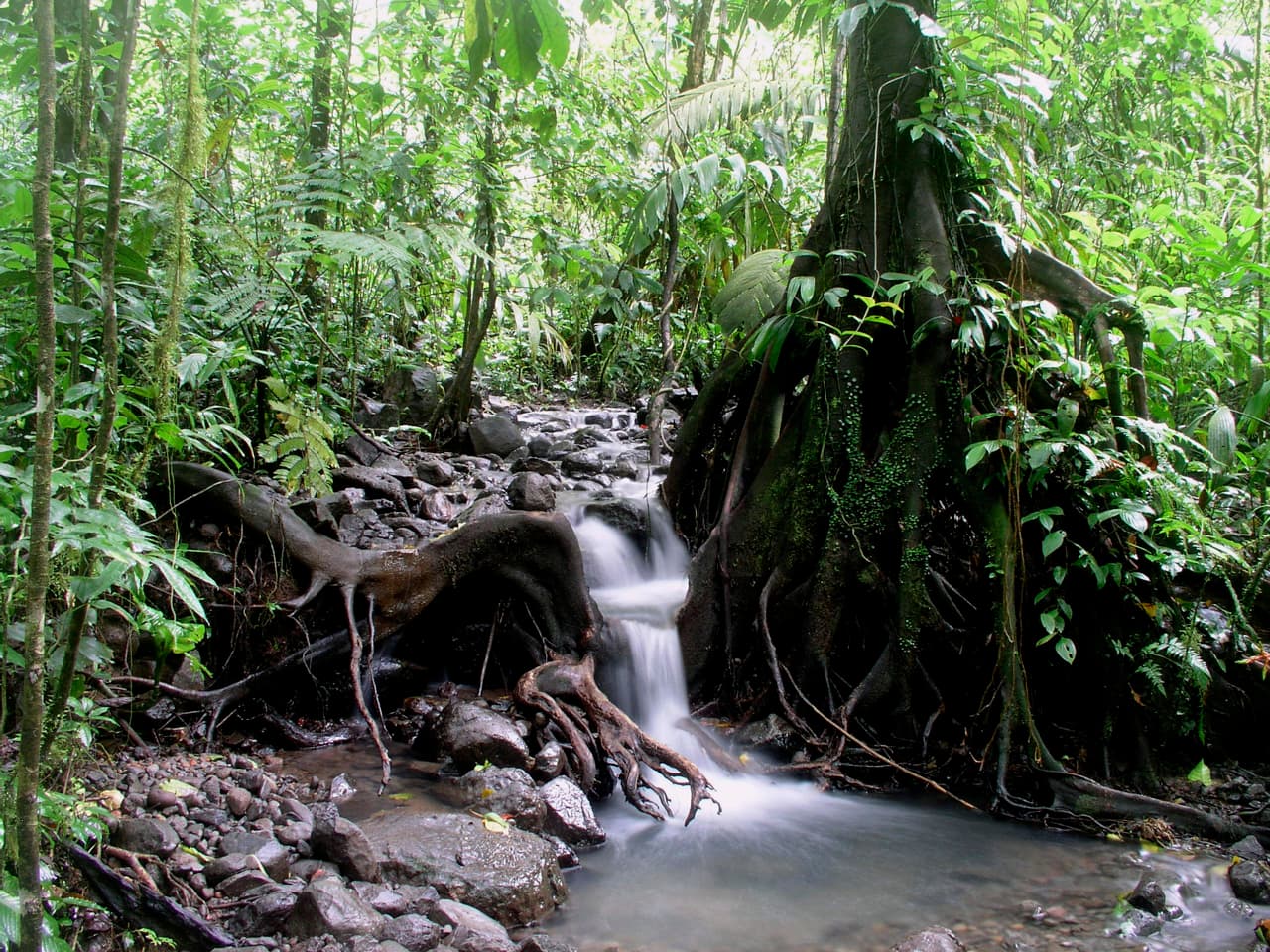 Este es el hábitat de las ranas de vidrio dentro de la reserva privada que alberga el Centro de Investigaciones en Anfibios de Costa Rica. A lo largo de esta quebrada se han identificado al menos 6 especies de estas ranas