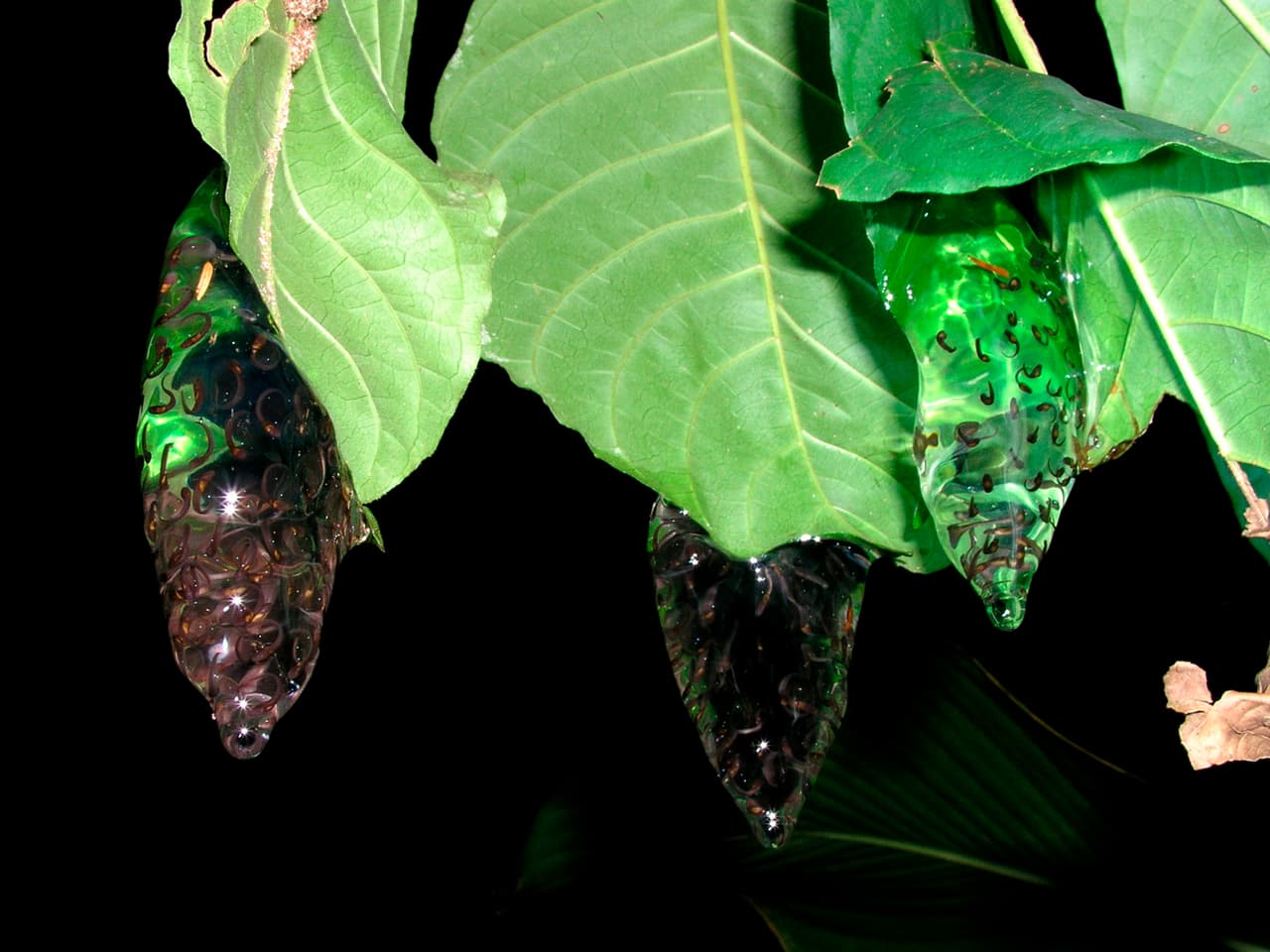 Tres diferentes masas de huevos de la rana Cochranella granulosa cuelgan de la vegetación sobre una pequeña quebrada en Costa Rica.