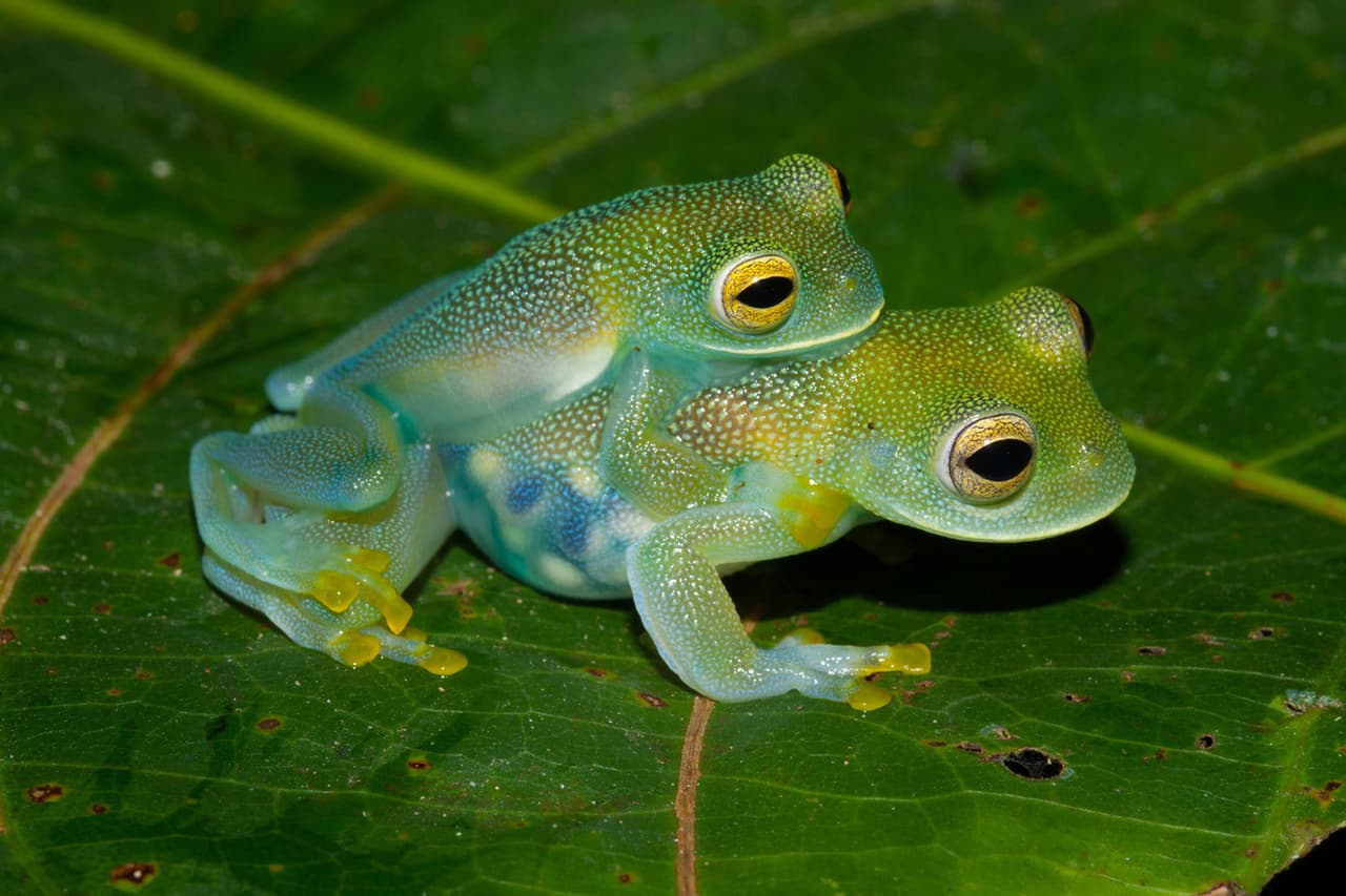 Una pareja de ranas de vidrio Cochranella granulosa momentos antes de poner huevos.
