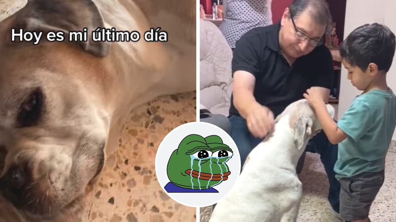Familia comparte el último día de su perrito e Internet no para de llorar con la despedida