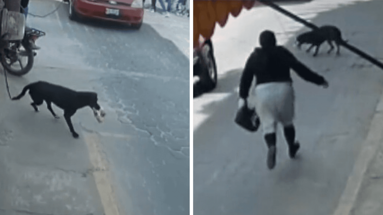 El perro logró arrebatarle la bolsa de pan a la señora